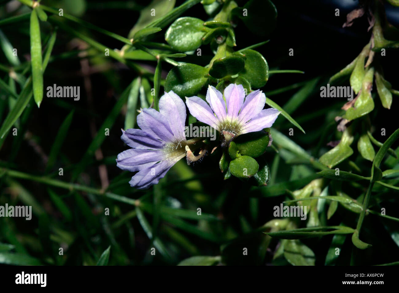 Mauve Clusters/Purple Fan Flower- Scaevola hybrid-Family Goodenaceae Stock Photo