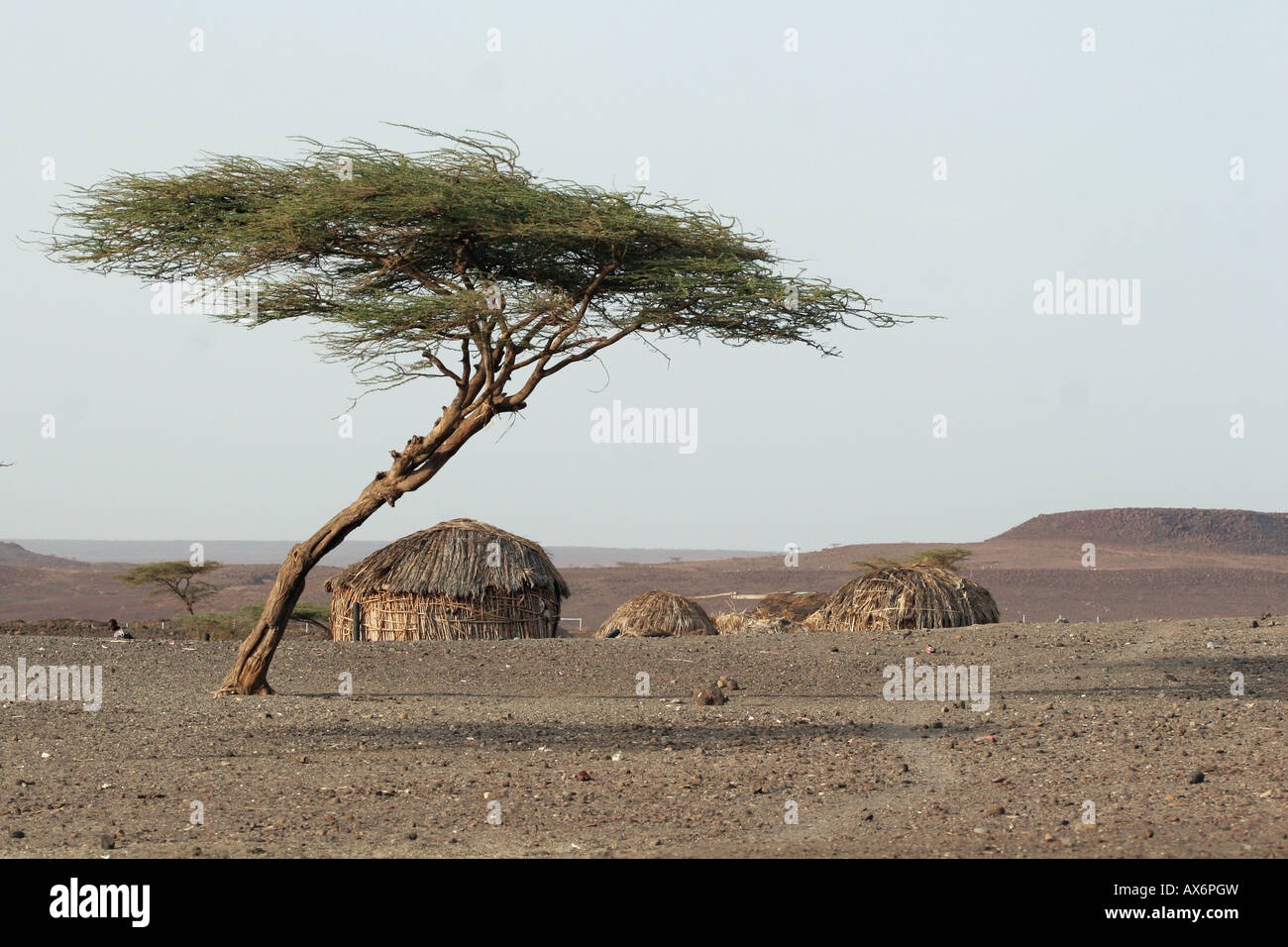 acacia tree Turkana Kenya Africa Stock Photo Alamy
