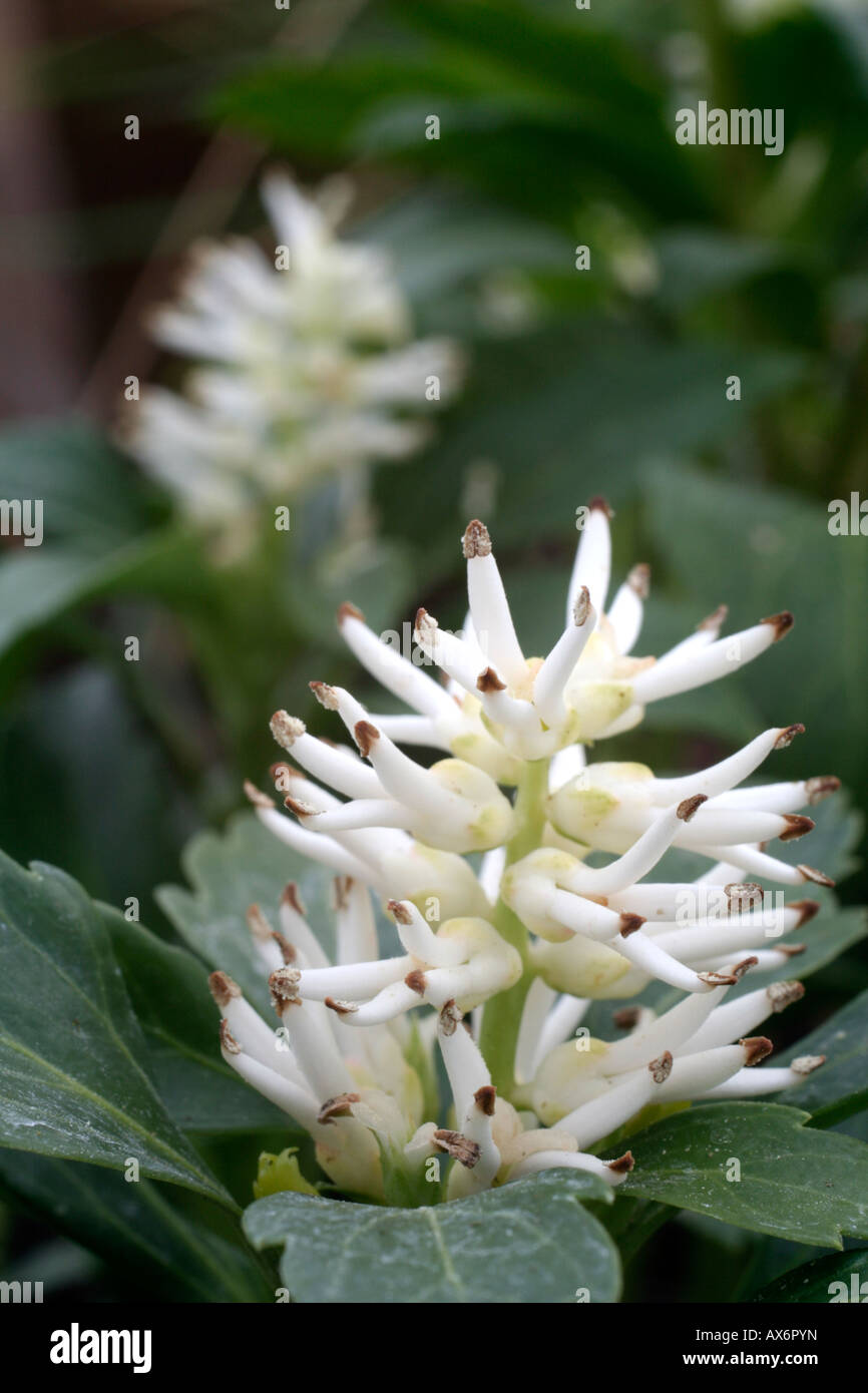 PACYSANDRA TERMINALIS GREEN CARPET AGM Stock Photo