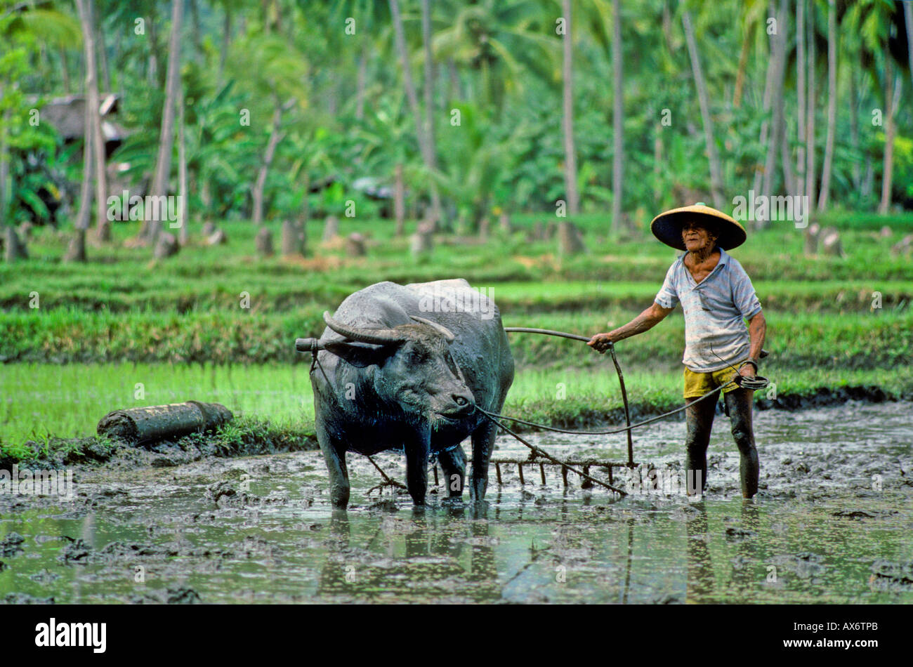 Ploughing wet rice paddy field with water buffalo Cebu Philippines Stock Photo