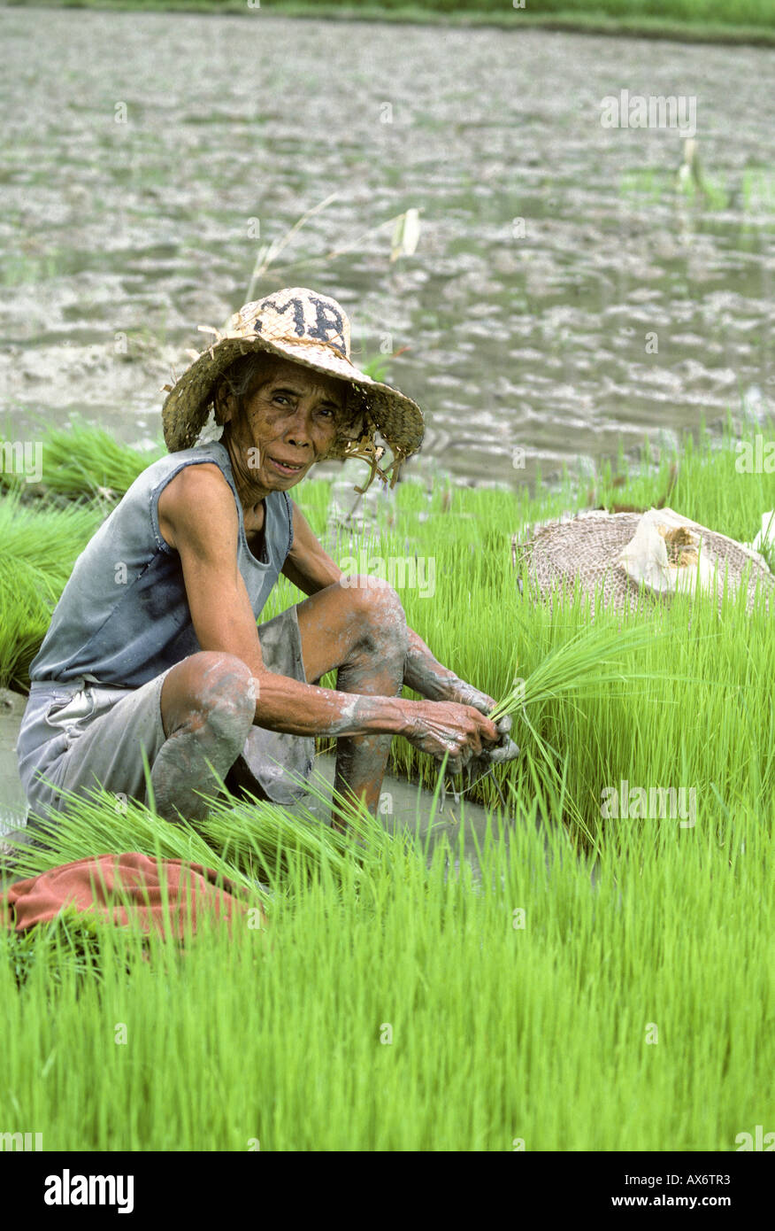 Old woman planting rice in paddy field Cebu Philippines Stock Photo