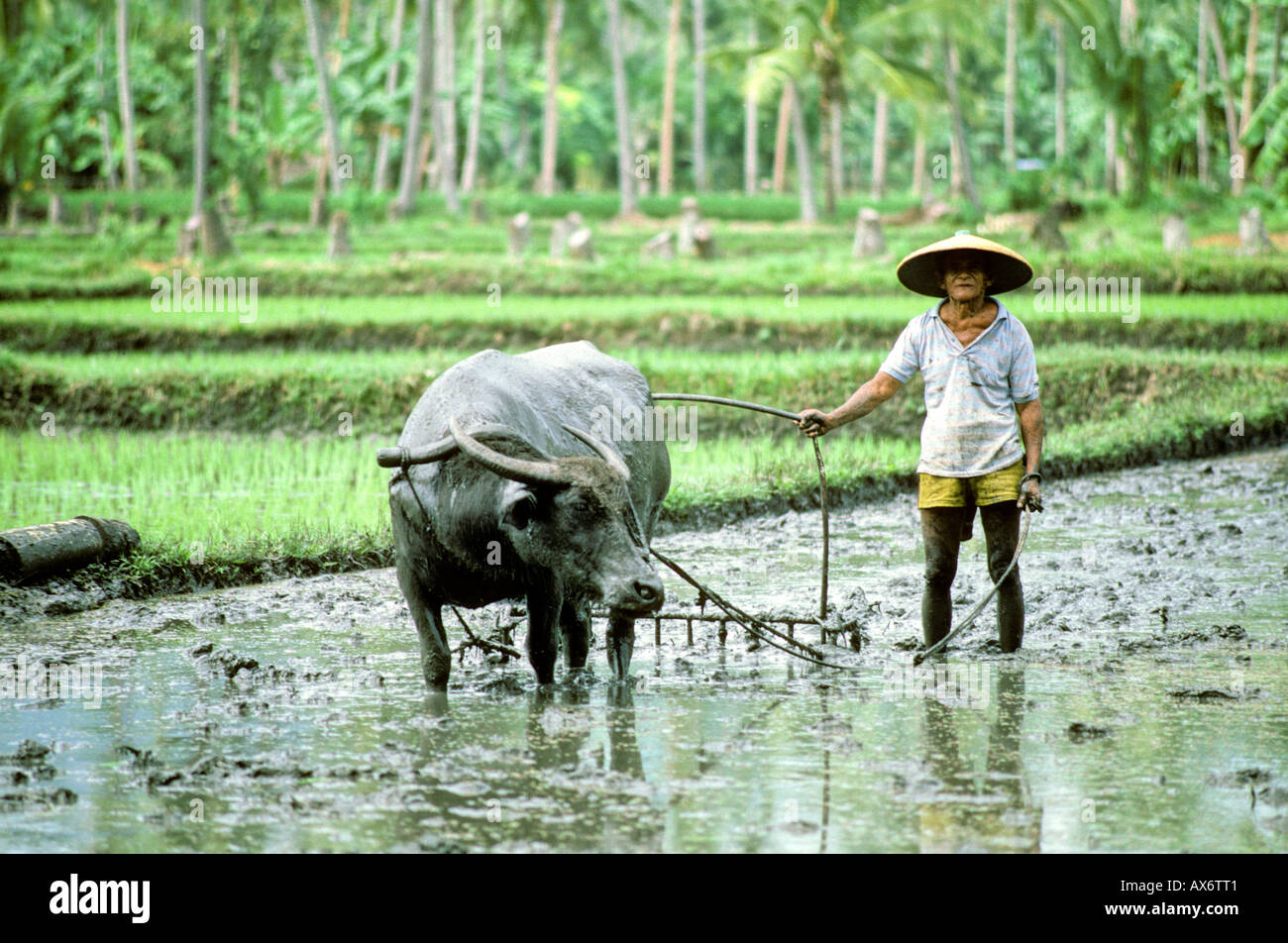 Ploughing wet rice paddy field with water buffalo Cebu Philippines Stock Photo