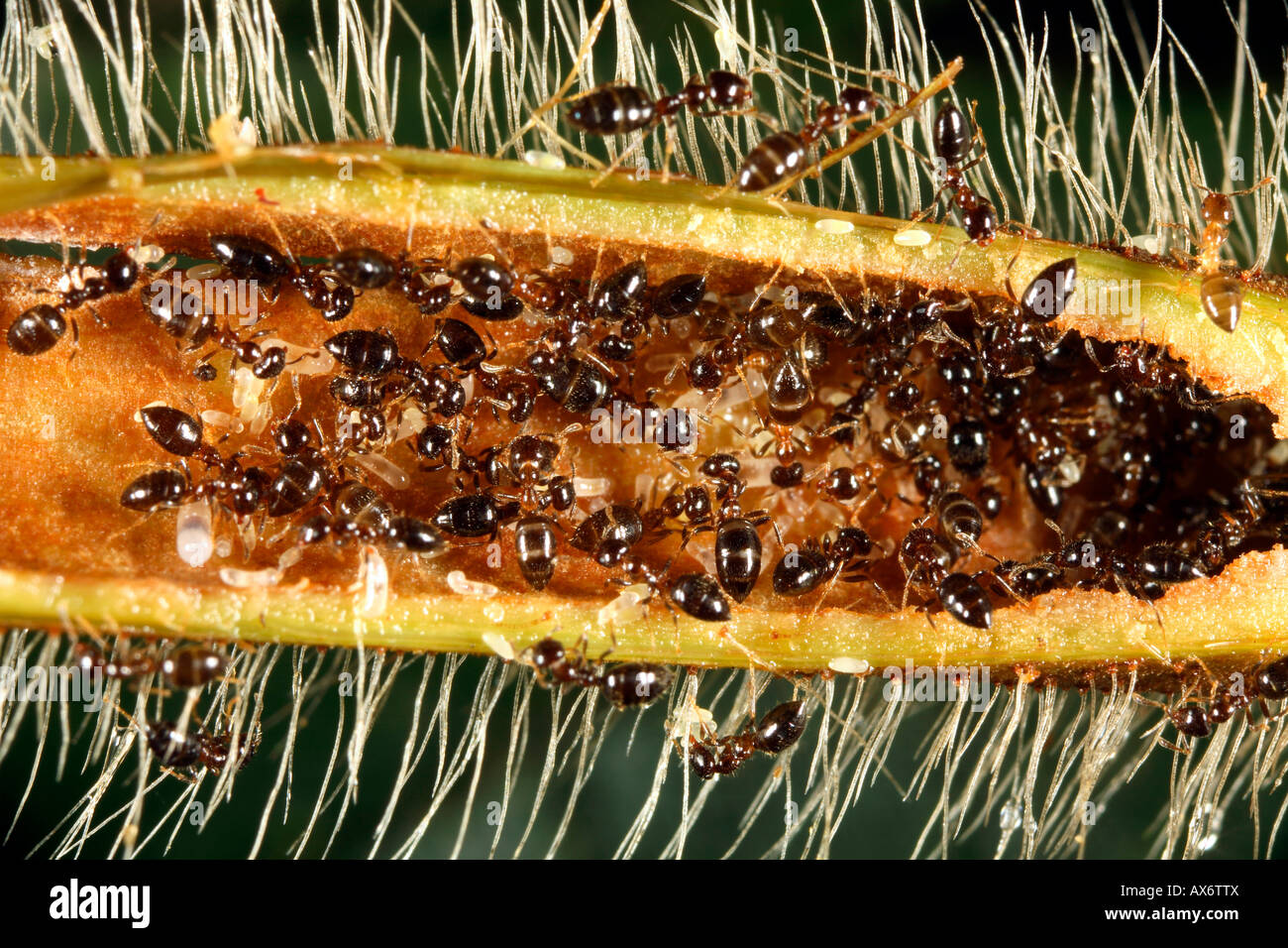 Ants (Myrmelachista schumanni) nesting in a branch of the tree Duroia