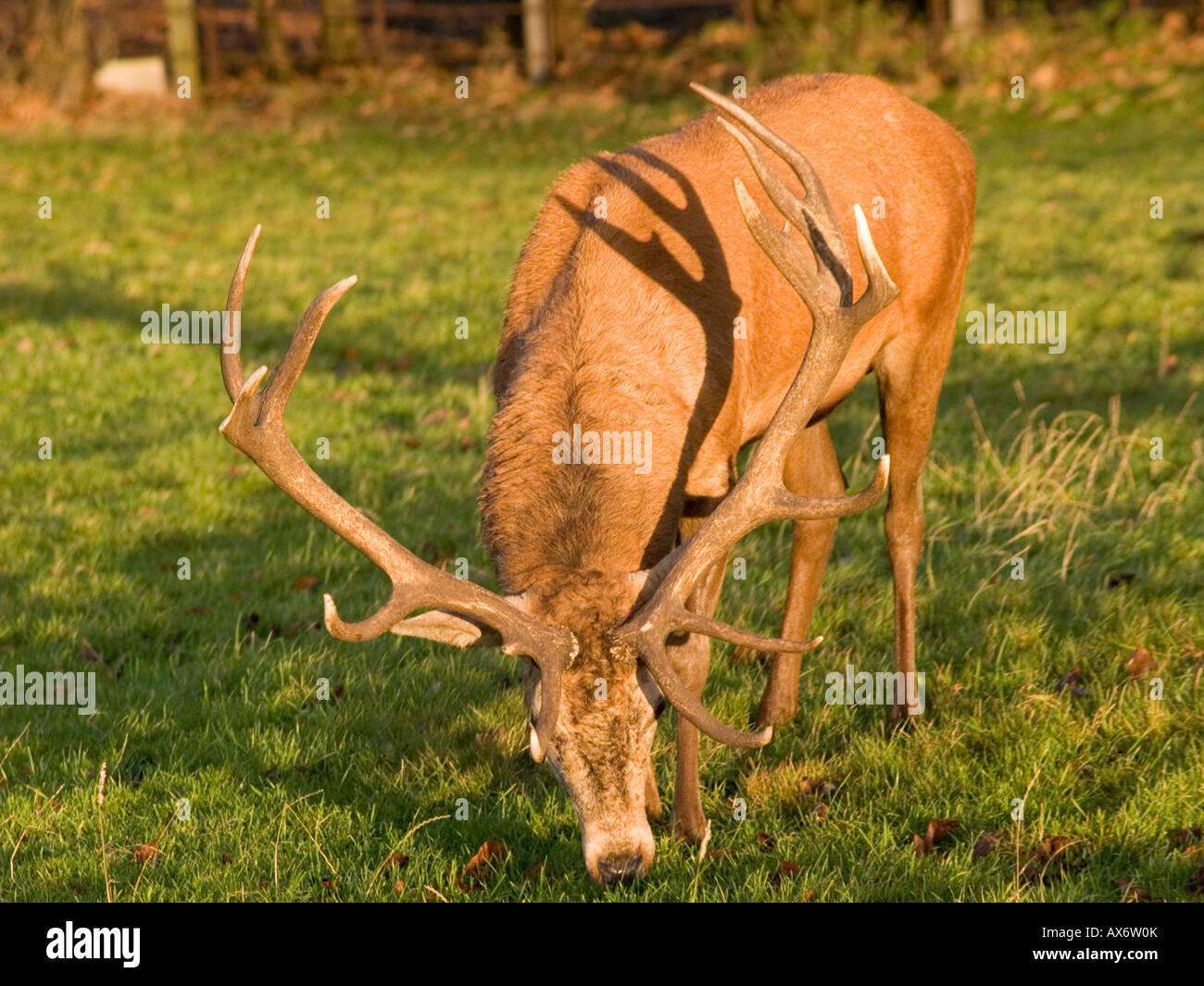 A deer stag eating grass, early morning at Wollaton Park in