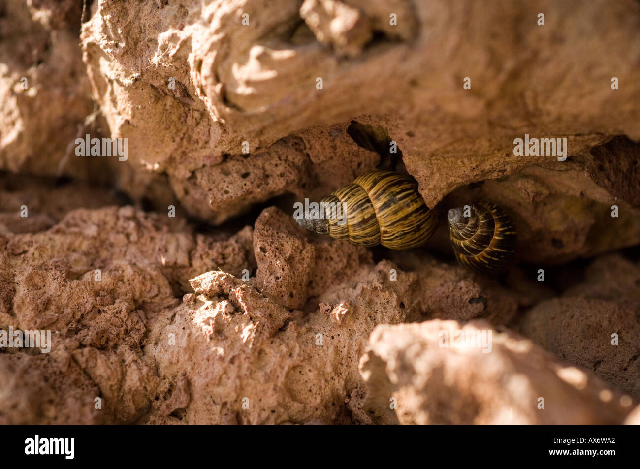 Bulimulid land snails (Naesiotus sp.) endemic to Galapagos Floreana Highlands Galapagos Ecuador Stock Photo