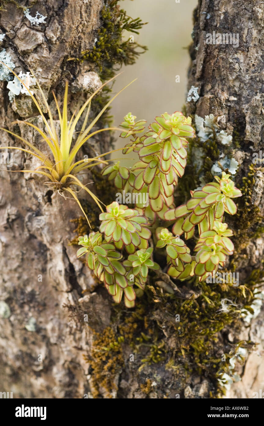 Tillandsia plants hi-res stock photography and images - Alamy