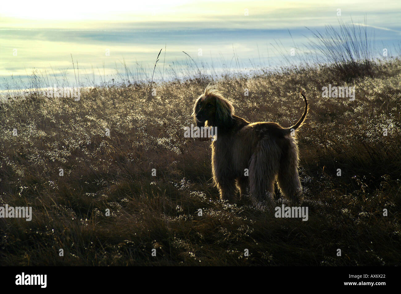 Afghan hound dog silhouette hi-res stock photography and images - Alamy