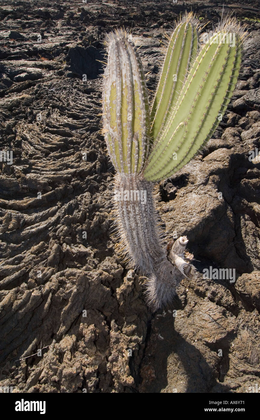Candelabra Cactus (Jasminocereus thouarsii var. sclerocarpus) Punta Moreno Isabela Island Galapagos Ecuador Stock Photo