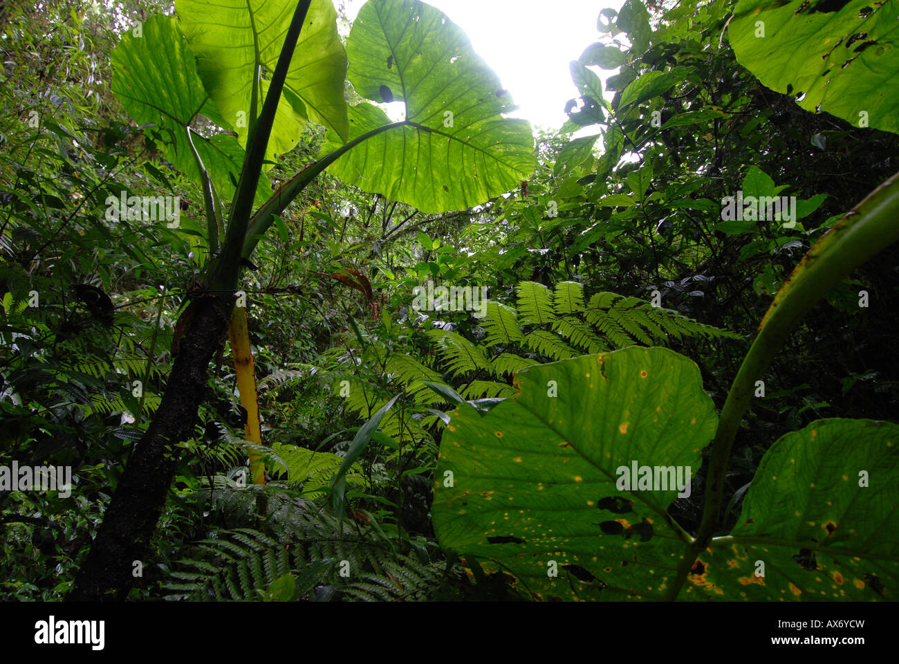 Vegetation in Monte Verde tropical cloud forest, Costa Rica Stock Photo ...