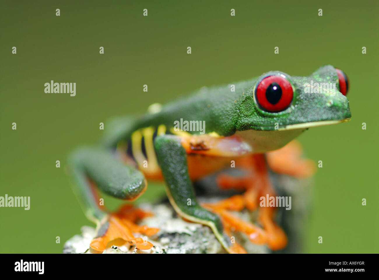 Red-Eyed Tree Frog Stock Photo