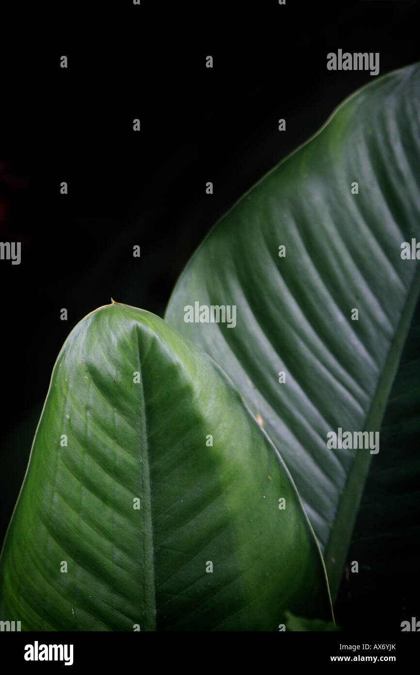 Big leaves in the rainforest at Cana, Darien province, Republic of Panama. Stock Photo