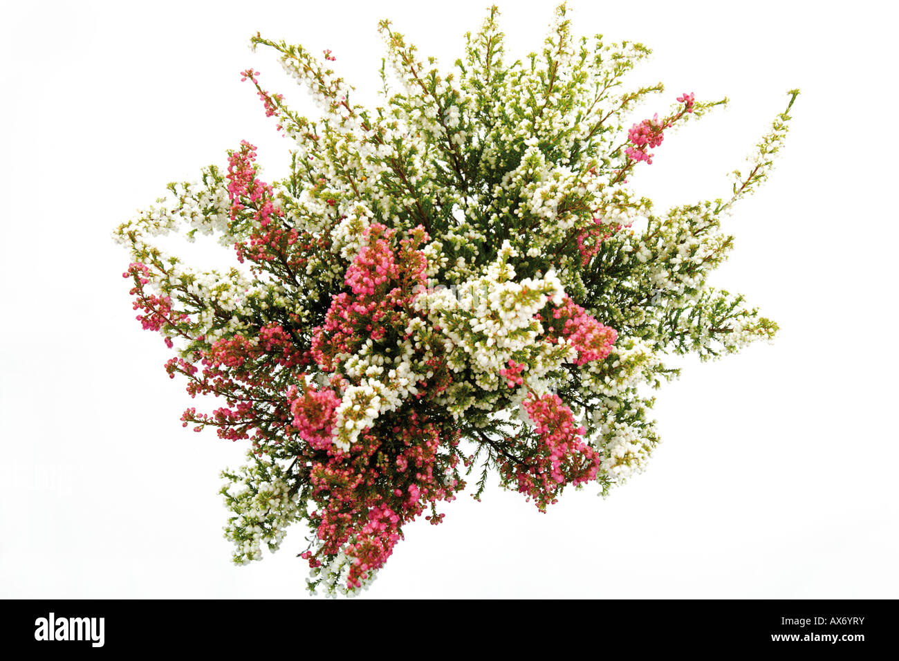 Cross-leaved heath (Erica tetralix) Stock Photo