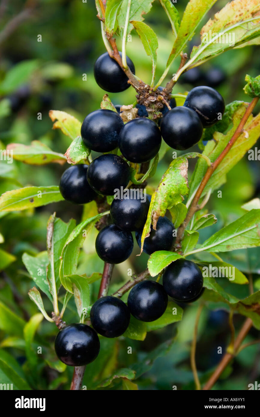 Blackthorn Or Sloe Bush Fruits West Sus UK Stock Photo Alamy blackthorn-or-sloe-bush-fruits-west-sus-uk-stock-photo-alamy