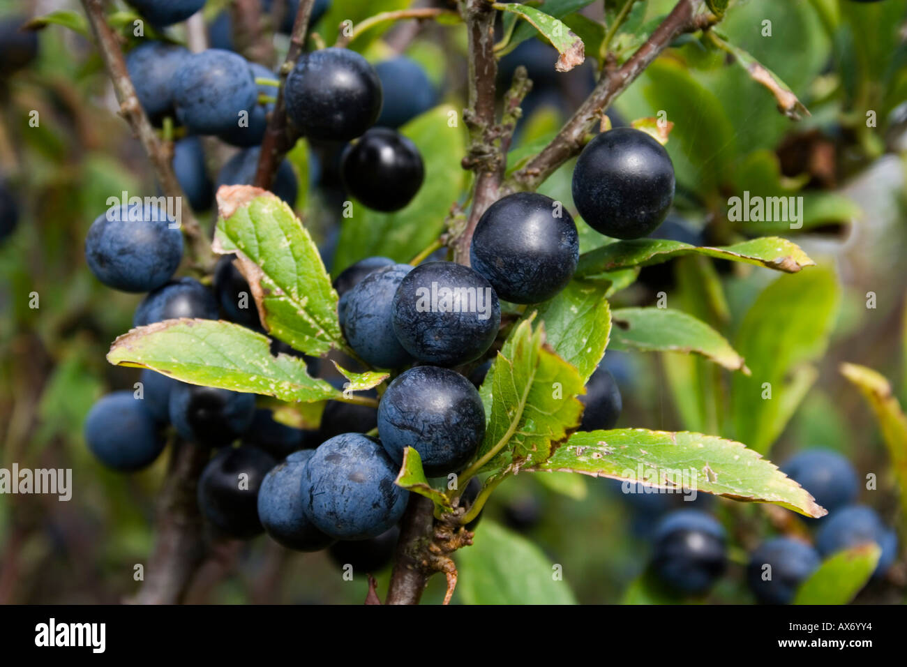 Blackthorn Or Sloe Bush Fruits West Sus UK Stock Photo Alamy blackthorn-or-sloe-bush-fruits-west-sus-uk-stock-photo-alamy