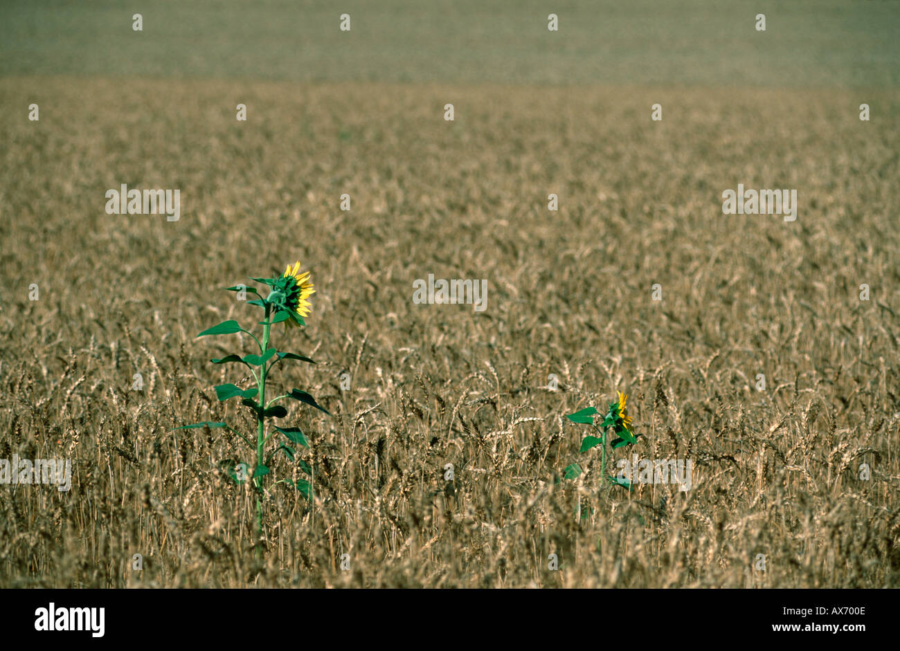 Sunflower (Helianthus annuus) in wheat field Stock Photo