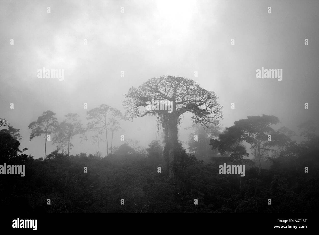 Misty rainforest and cuipo tree on the Caribbean slope of Republic of Panama Stock Photo