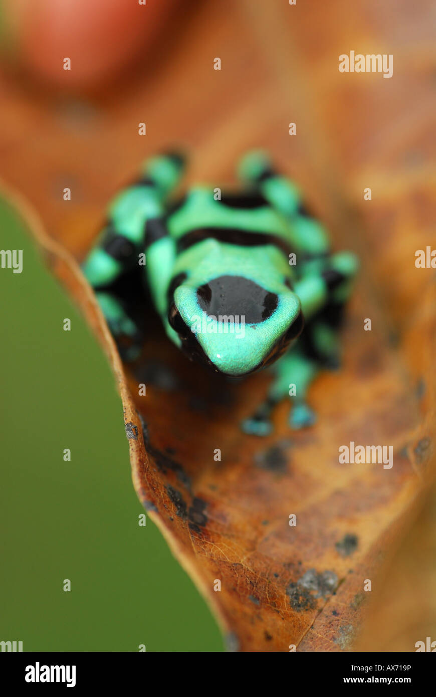 green and black poison dart frog Stock Photo