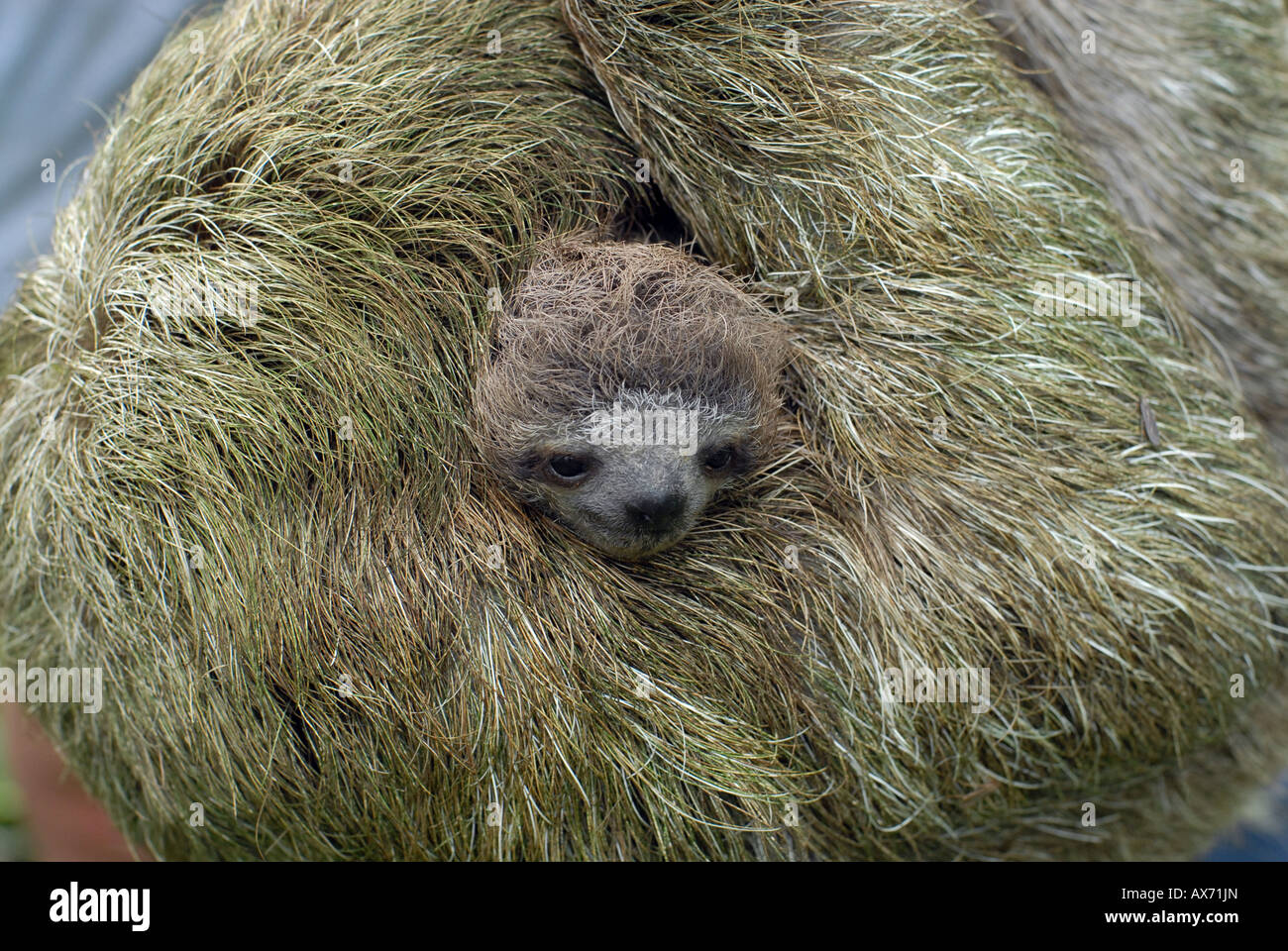 Mother and baby sloth in the jungles of Panama. Three toed sloth Stock Photo