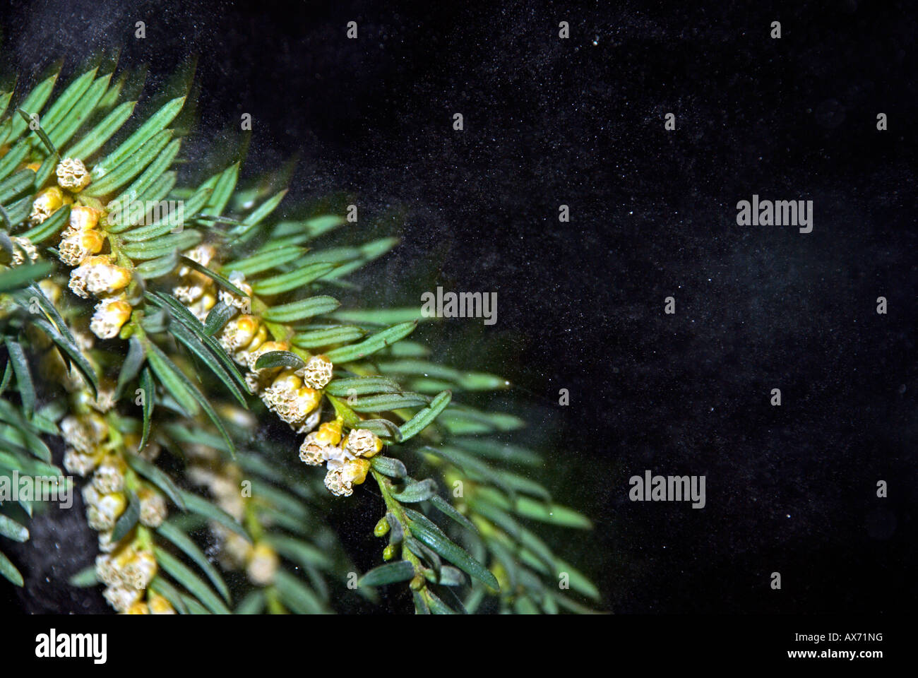 pollen blowing off yew tree flowers Stock Photo