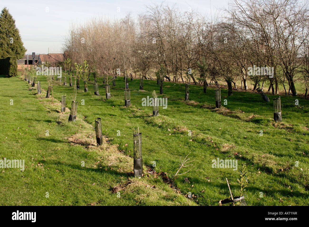 Shelterbelt trees hi-res stock photography and images - Alamy