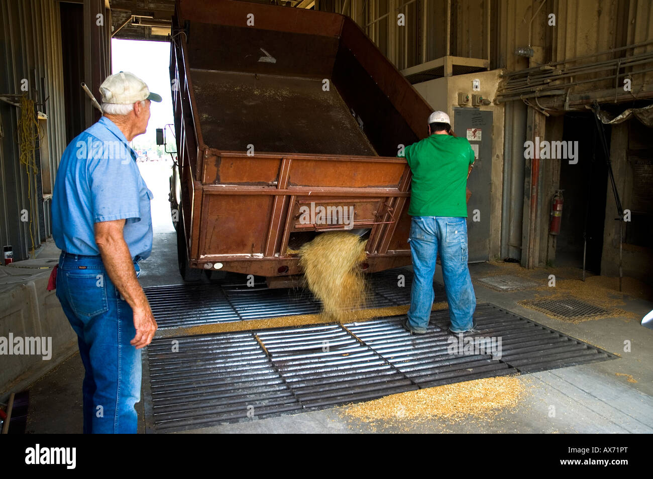 A farmer watches a worker unload his wheat from his dump truck ...