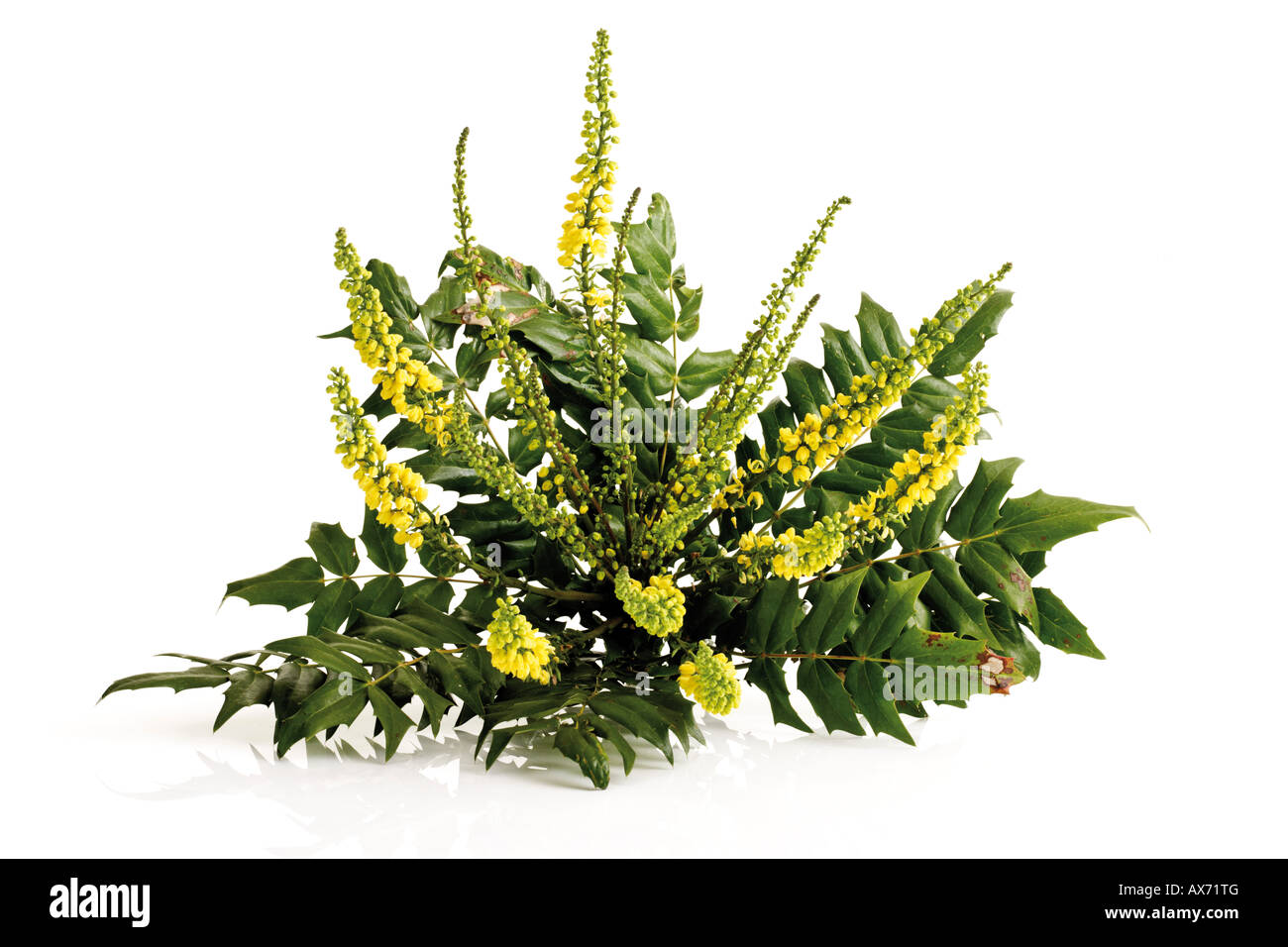 Mahonia aquifolium flowers (Mahonia aquifolium) Stock Photo