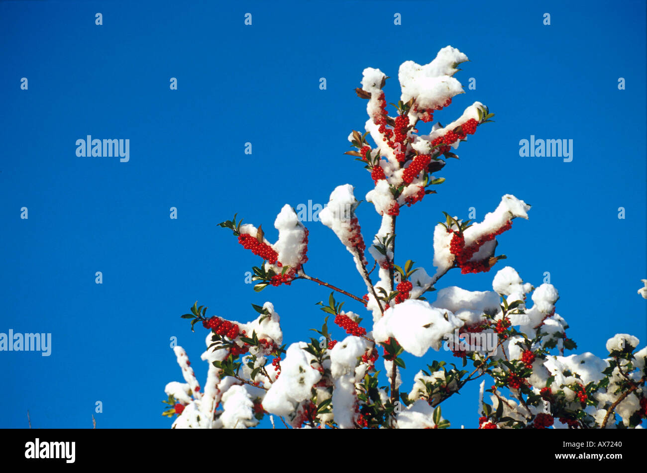 holly tree covered in snow Stock Photo - Alamy