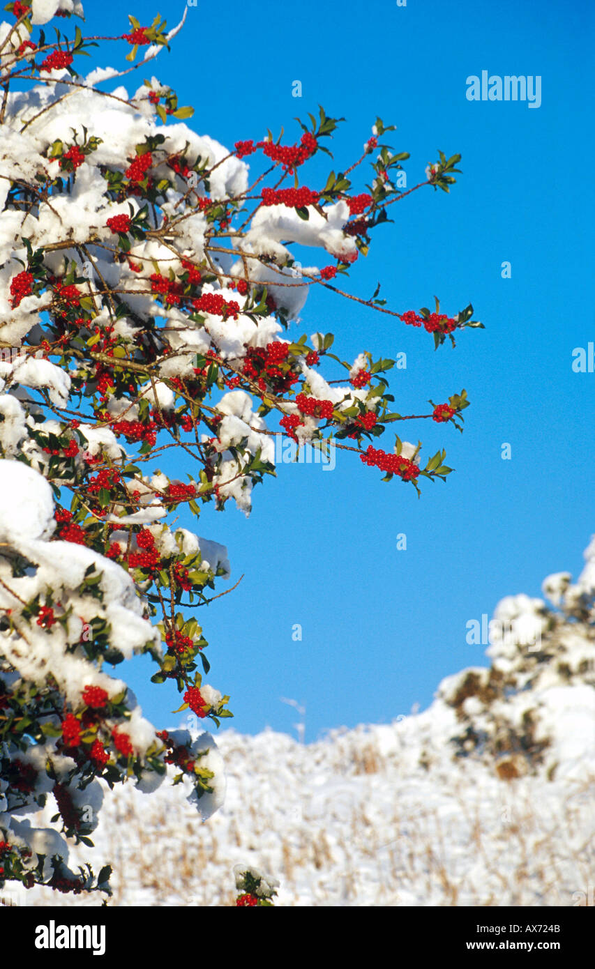 holly tree covered in snow Stock Photo - Alamy