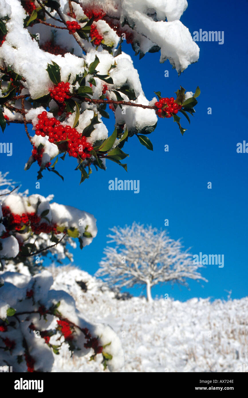 holly tree covered in snow Stock Photo - Alamy