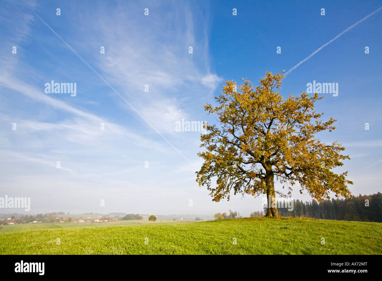 Germany, Bavaria, Beech tree Stock Photo
