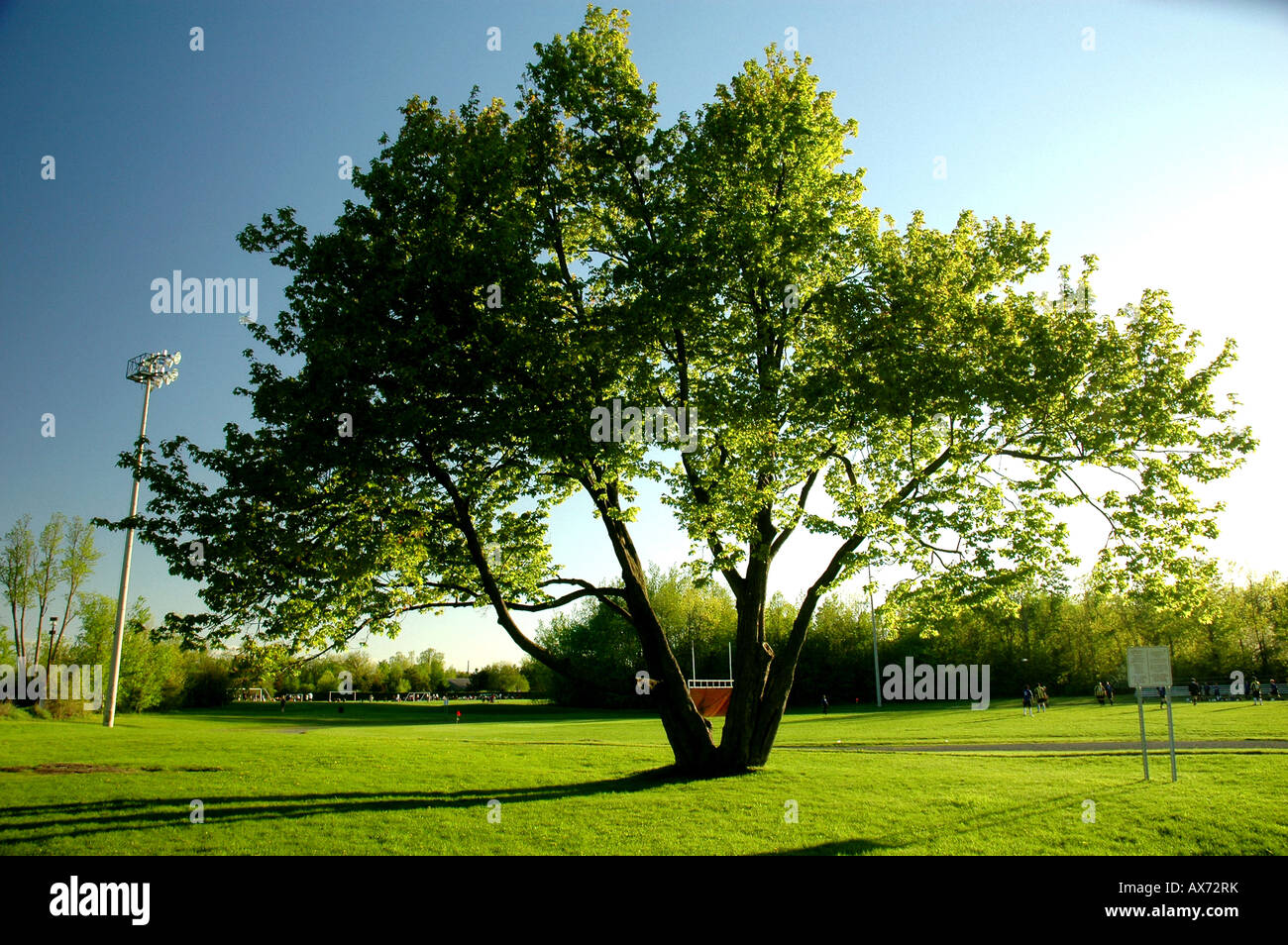 A large solitary maple tree in Ontario Canada Stock Photo Alamy