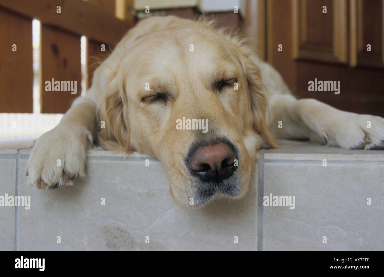 Golden Retriever sleeps before the entry door Stock Photo Alamy