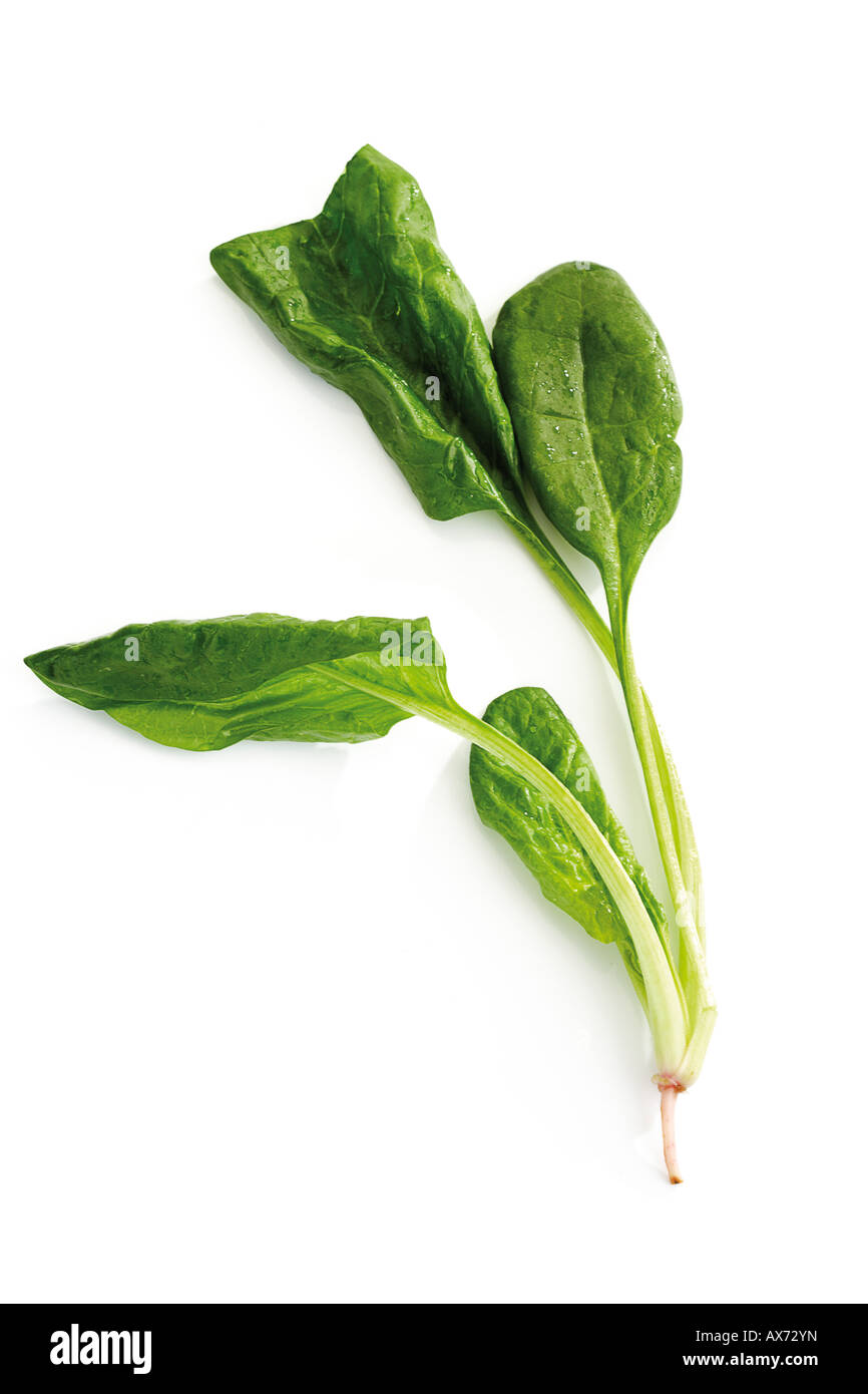 Leaves of baby spinach Stock Photo - Alamy