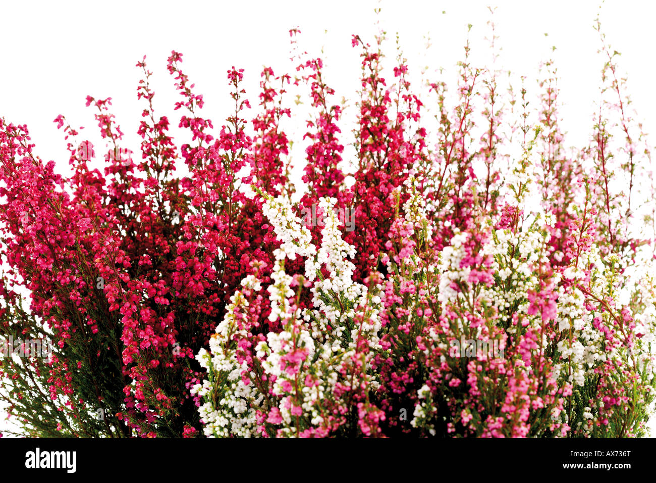 Cross-leaved heath (Erica tetralix) Stock Photo