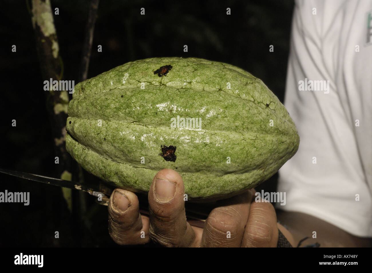Cacao Cocoa seed pod Amazon rain forest near Ahuano Mishuallí Ecuador