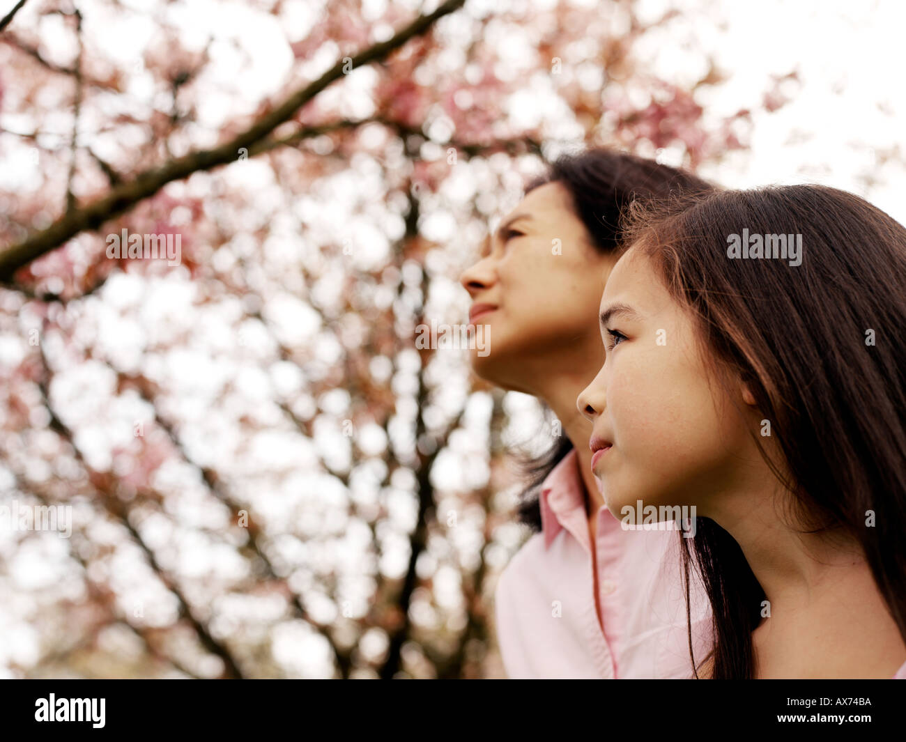 mother and daughter looking up at cherry blossom tree Stock Photo Alamy
