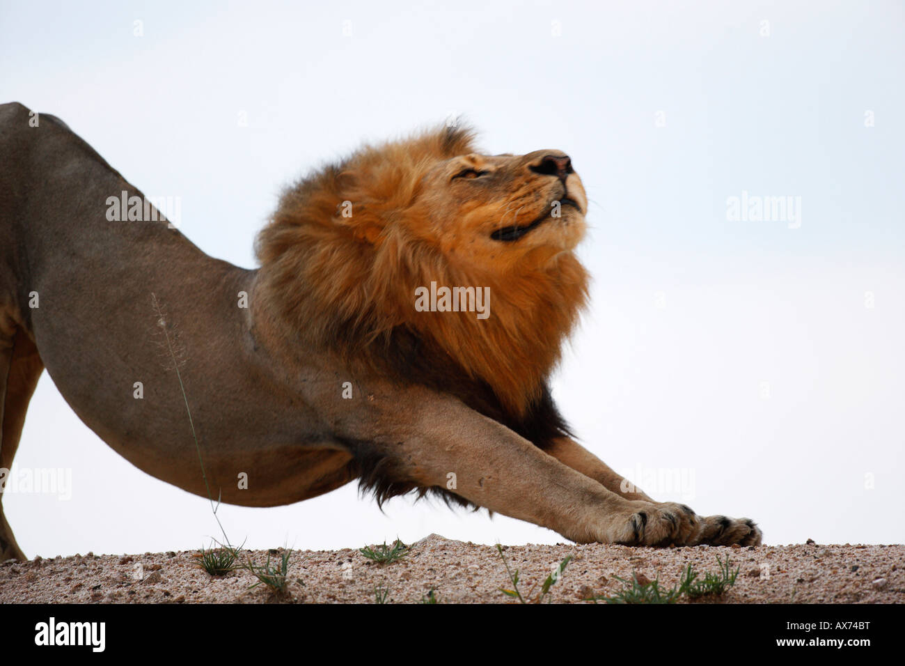 Lion waking up hires stock photography and images Alamy