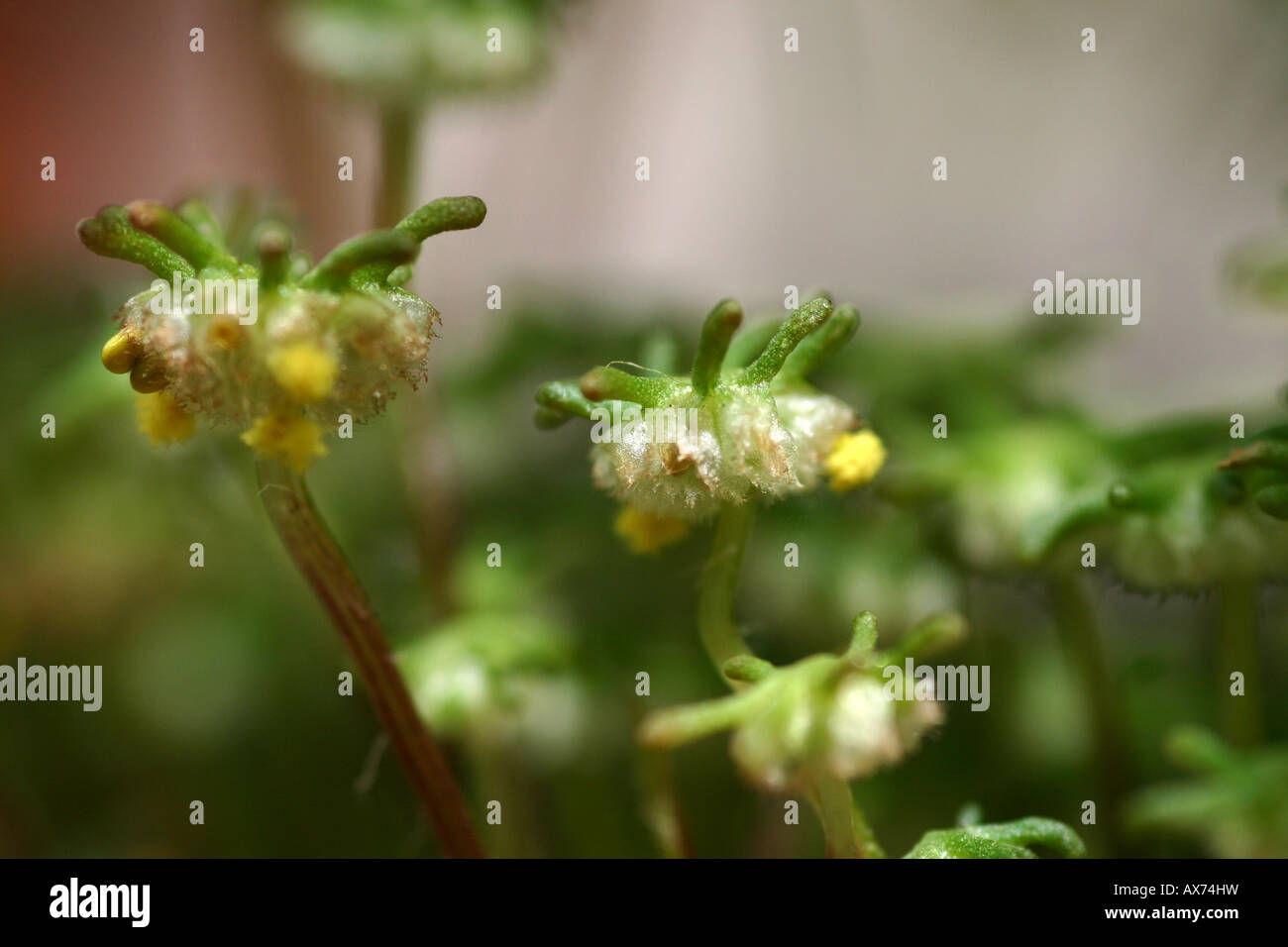 Moss Close up Stock Photo