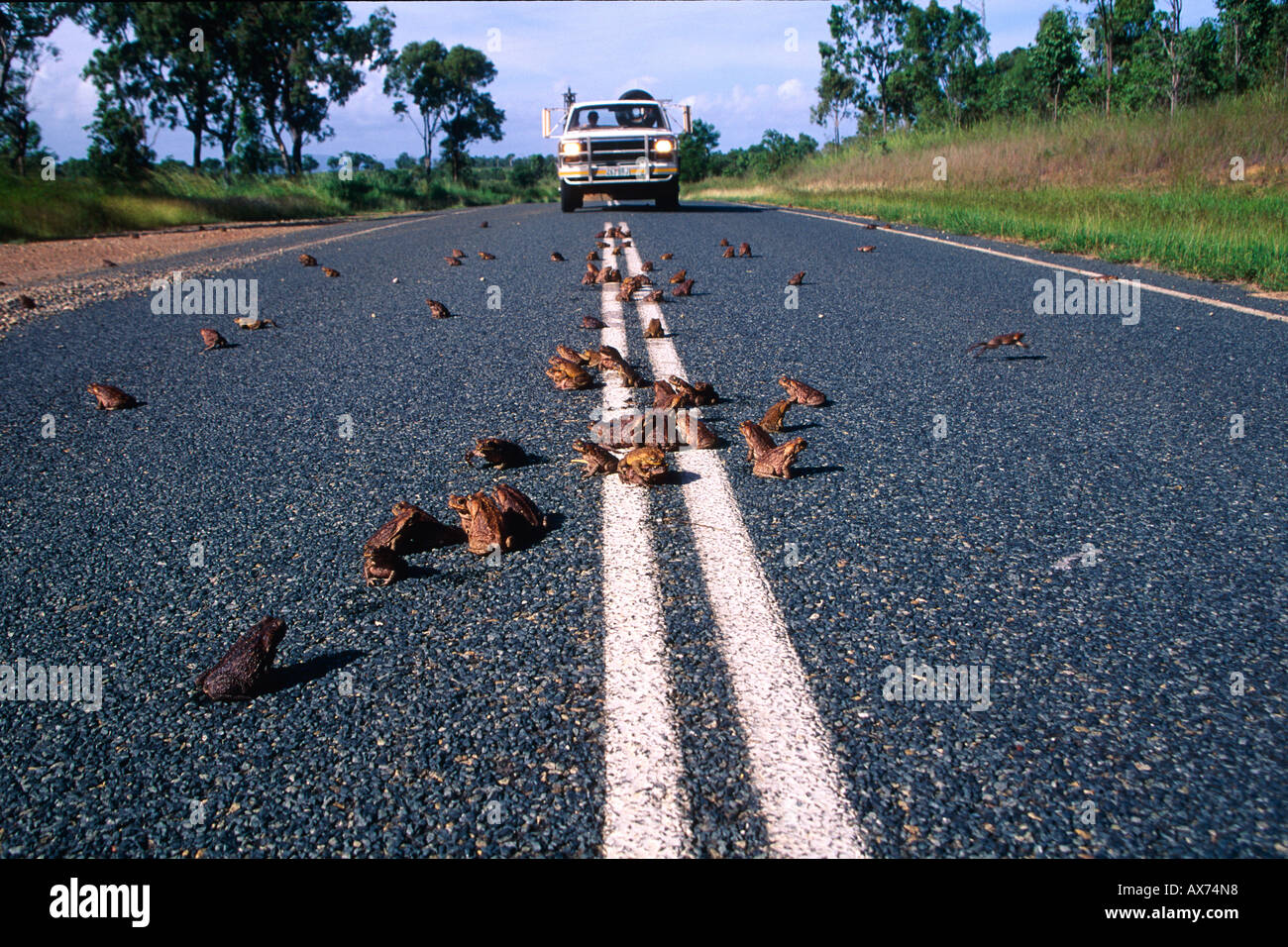 Cane Toads Of Australia Stock Photos & Cane Toads Of Australia Stock