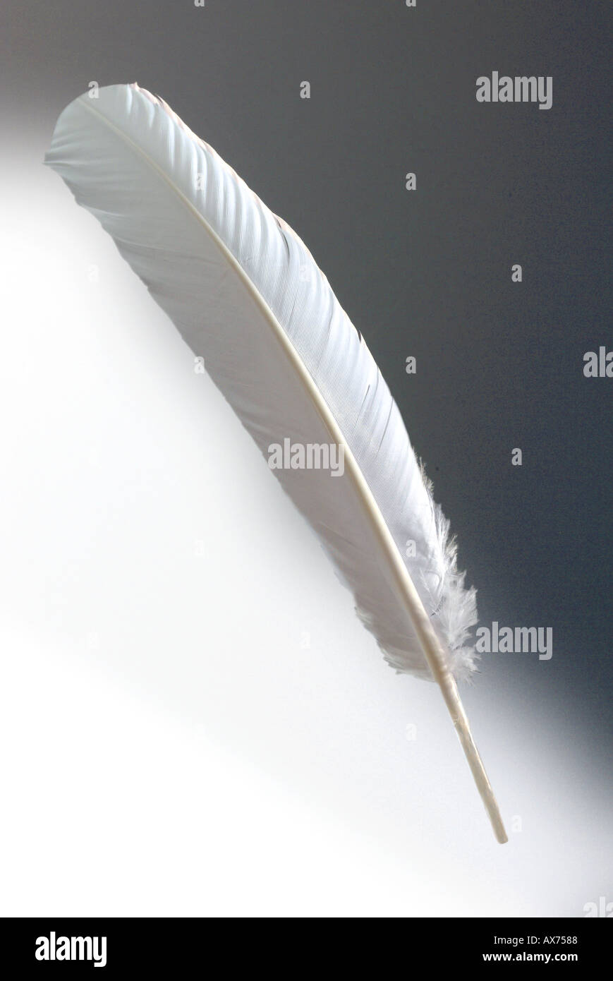 Single White Feather Images – Browse 101,647 Stock Photos, Vectors, and  Video
