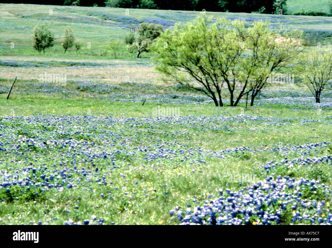 Field of Texas Blue Bonnet columbine flower Stock Photo - Alamy