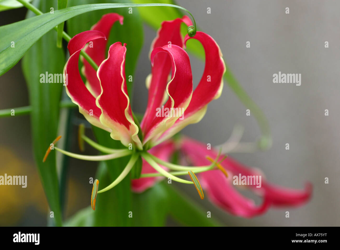Gloriosa superba flame lily Stock Photo
