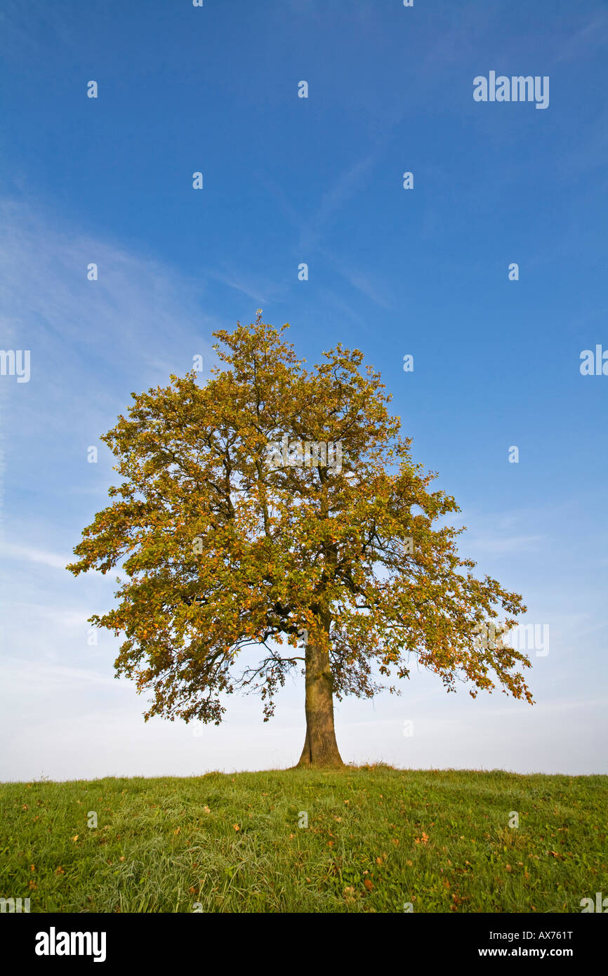 Germany, Bavaria, Beech tree Stock Photo
