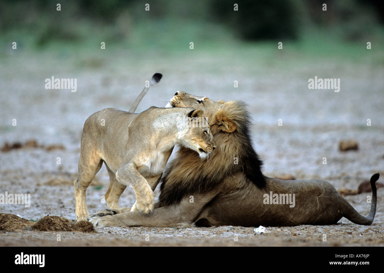 Mating Lions Panthera leo Etosha National Park Namibia Stock Photo - Alamy