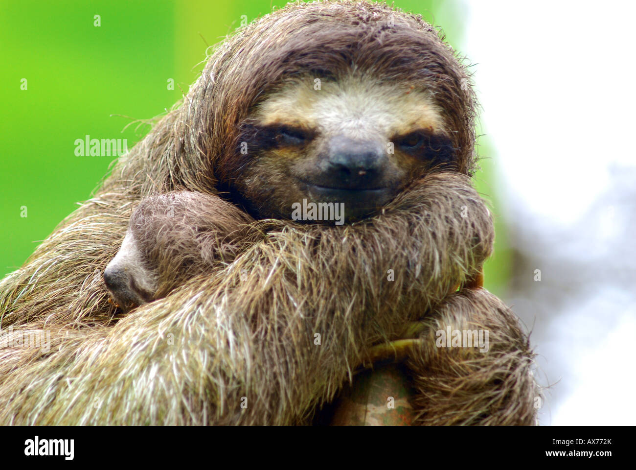Mother and baby sloth in the jungles of Panama. Three toed sloth Stock Photo