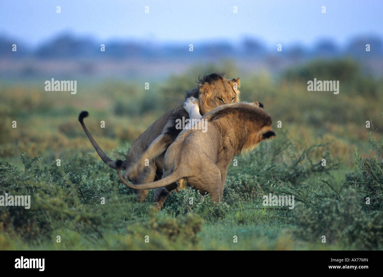 Two Lions fighting Central Kalahari Game Reserve Botswana Stock Photo