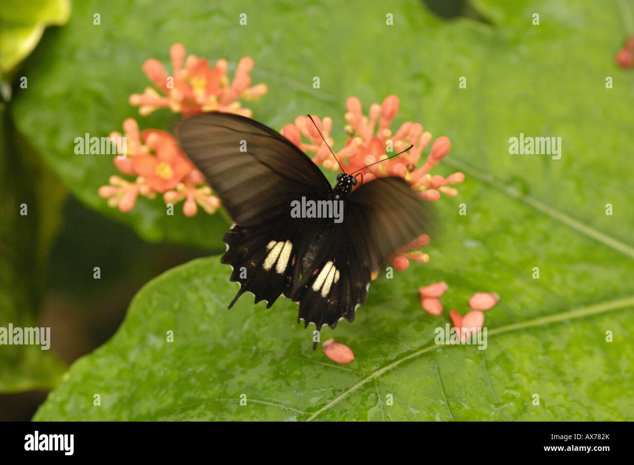 Swallowtail butterfly with wings fluttering moving Amazon rain forest