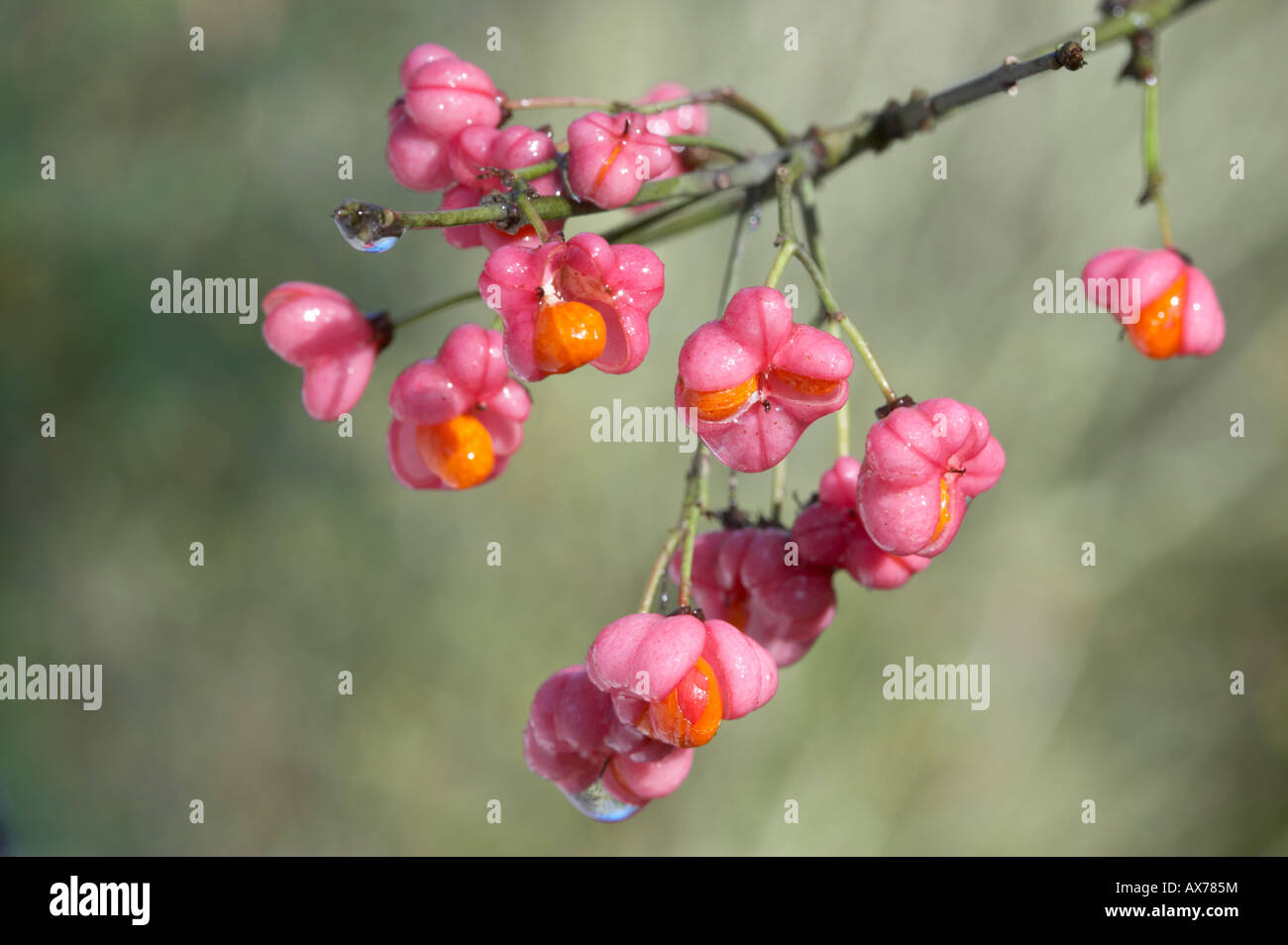 Spindle tree Euonymus europaeus seeds heads Stock Photo