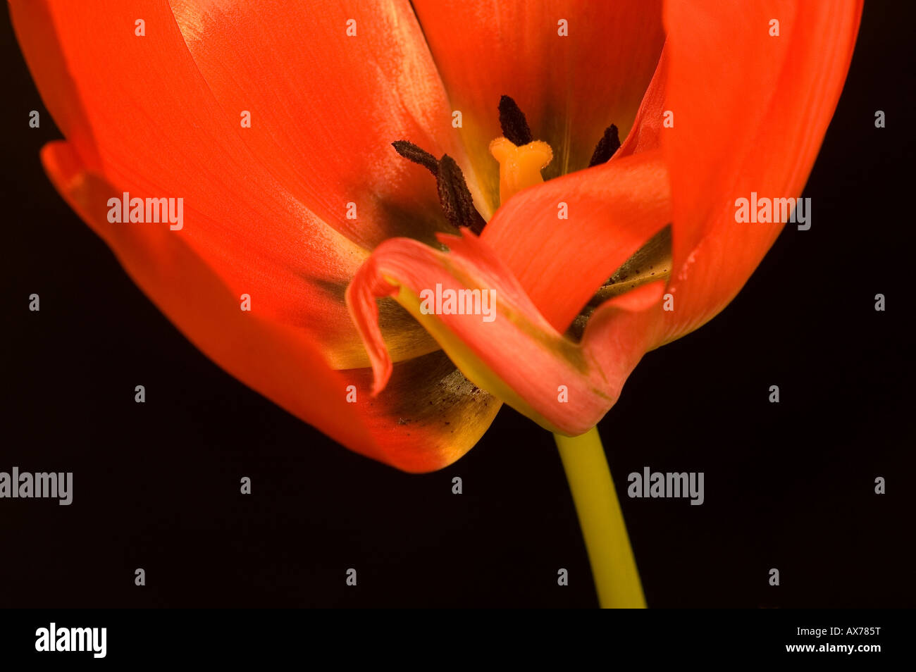 Close up of red tulip Stock Photo - Alamy