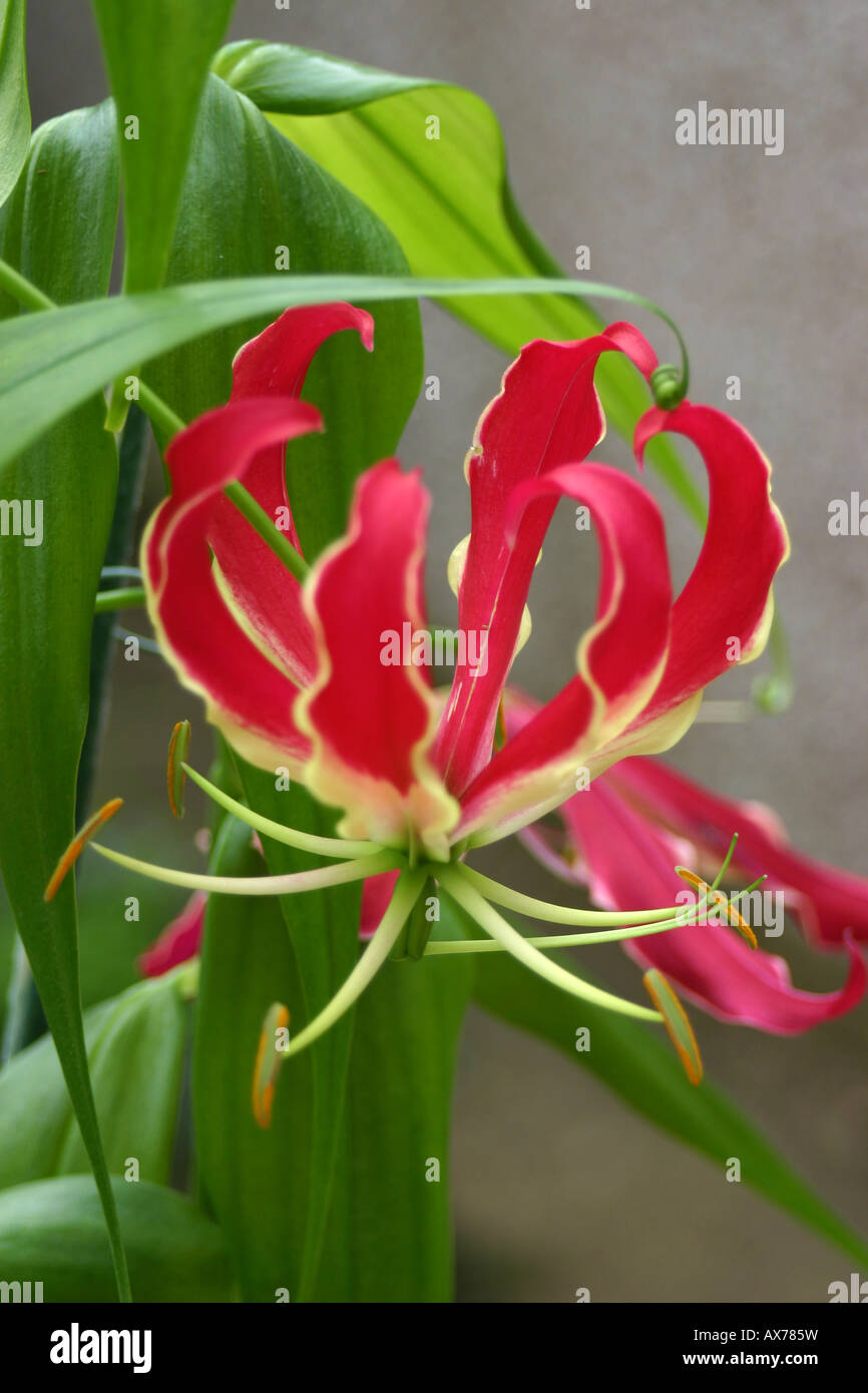 Gloriosa superba flame lily Stock Photo